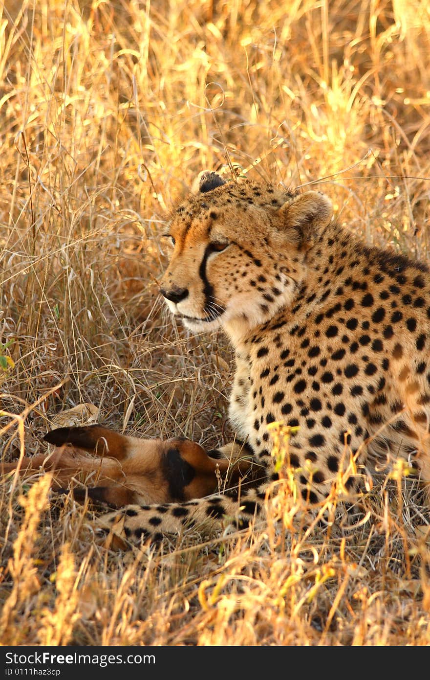 Photo of a Cheetah with a dead impala. Photo of a Cheetah with a dead impala