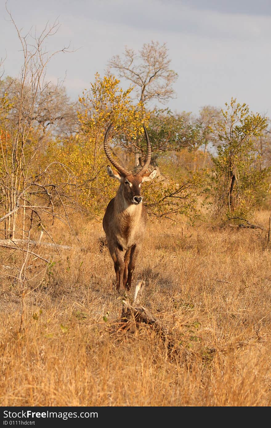 Photo of Male Waterbuck taken in Sabi Sands Reserve in South Africa