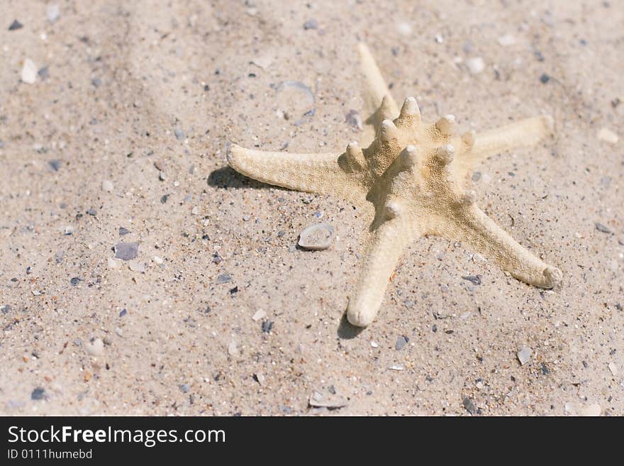 Starfish