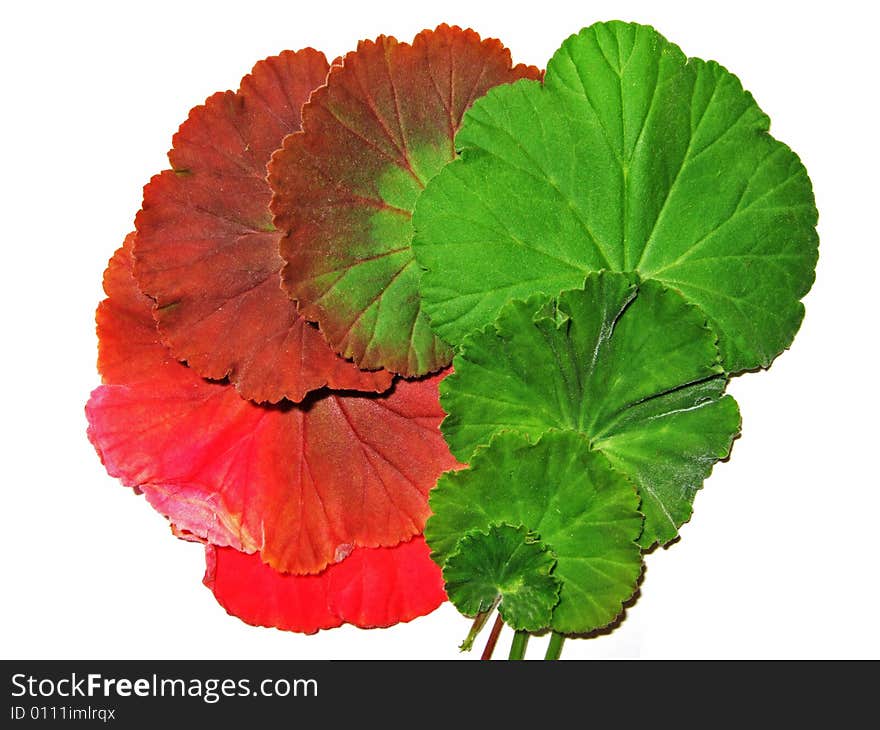 Colourful leaves