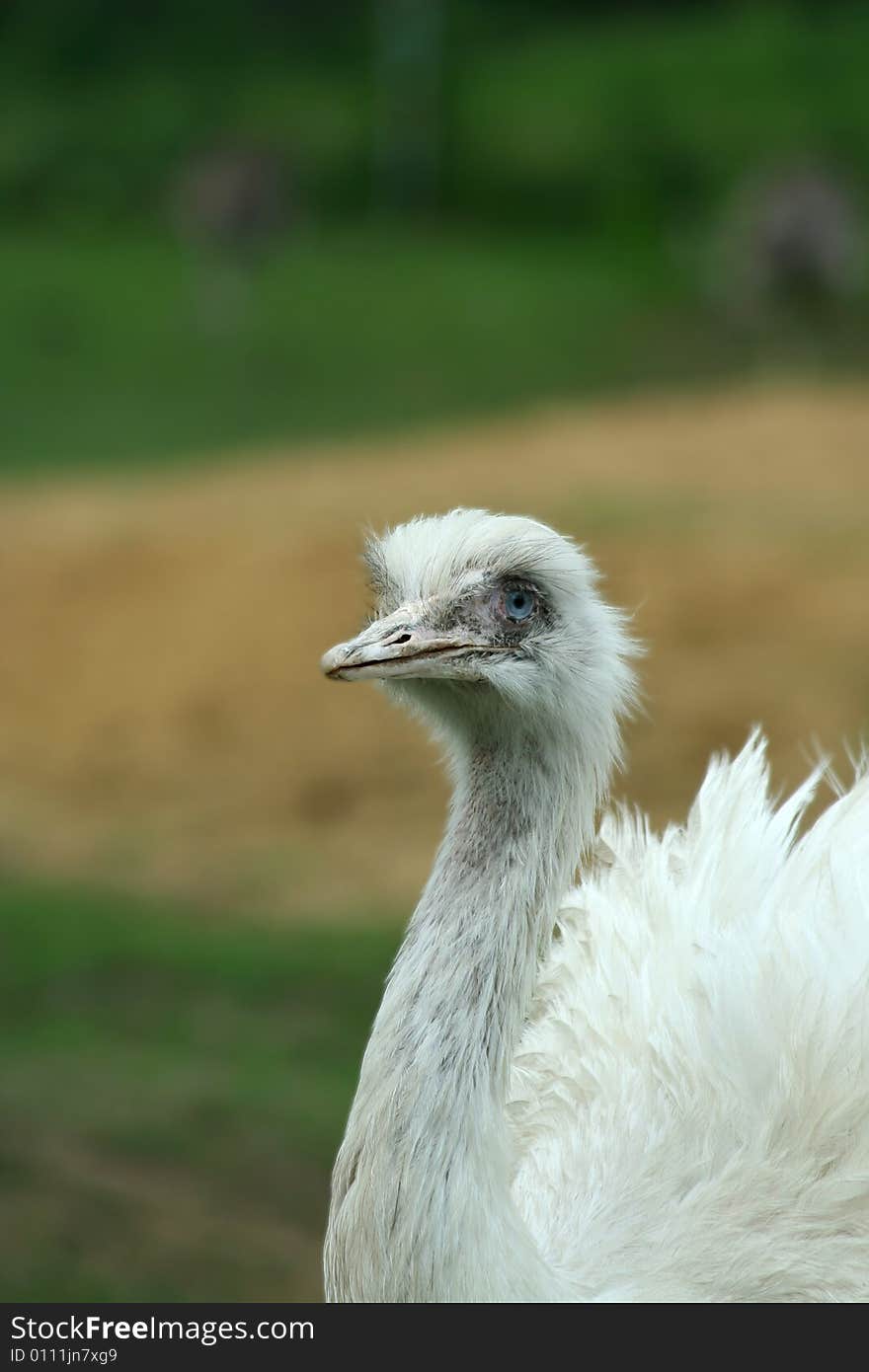 Close Up Of A White Rhea