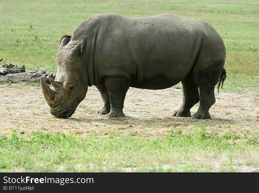 A White Rhinoceros on the savannah