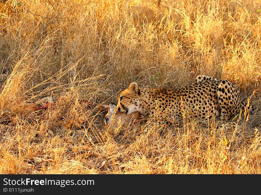 Cheetah on a kill