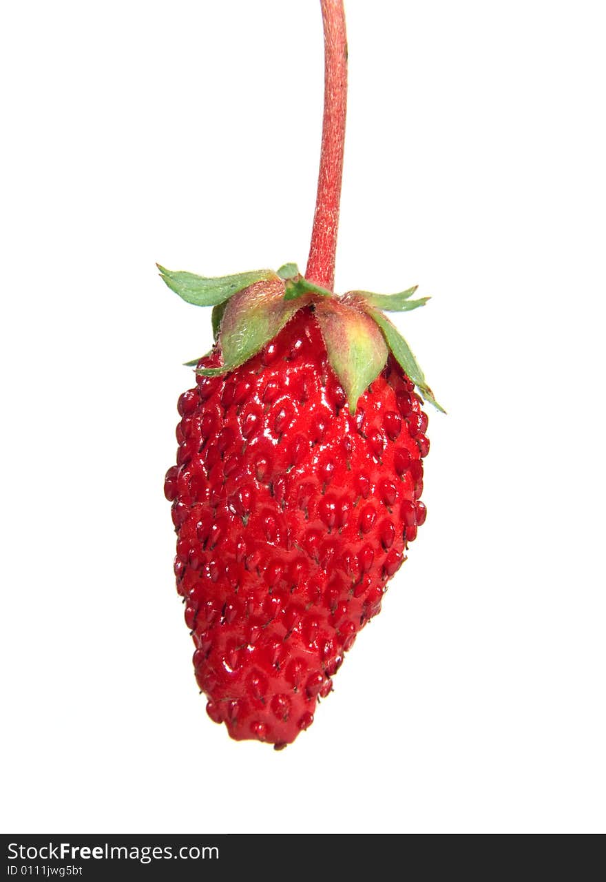 Large berry of wild strawberry on a white background. Large berry of wild strawberry on a white background