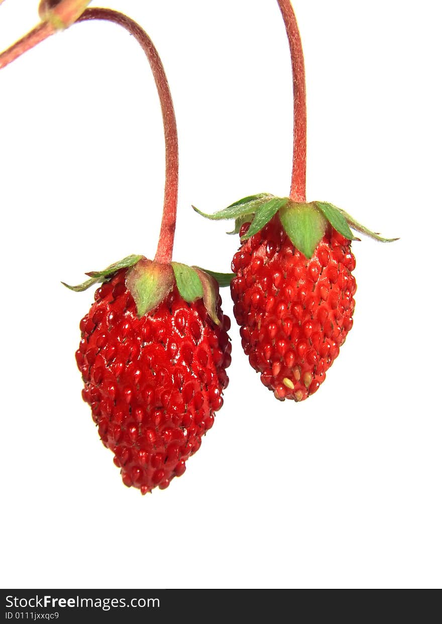 Large berry of wild strawberry on a white background. Large berry of wild strawberry on a white background