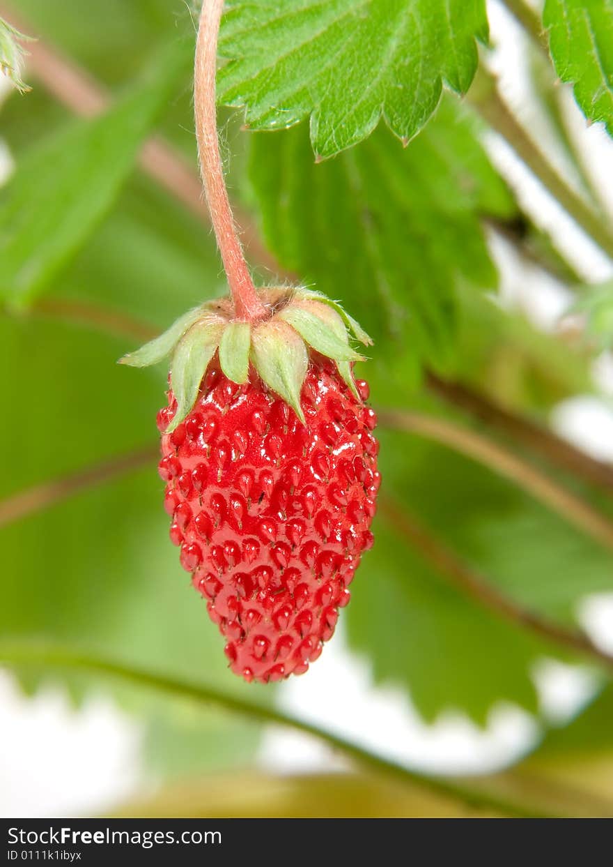 Large berry of wild strawberry on a background of leaves. Large berry of wild strawberry on a background of leaves