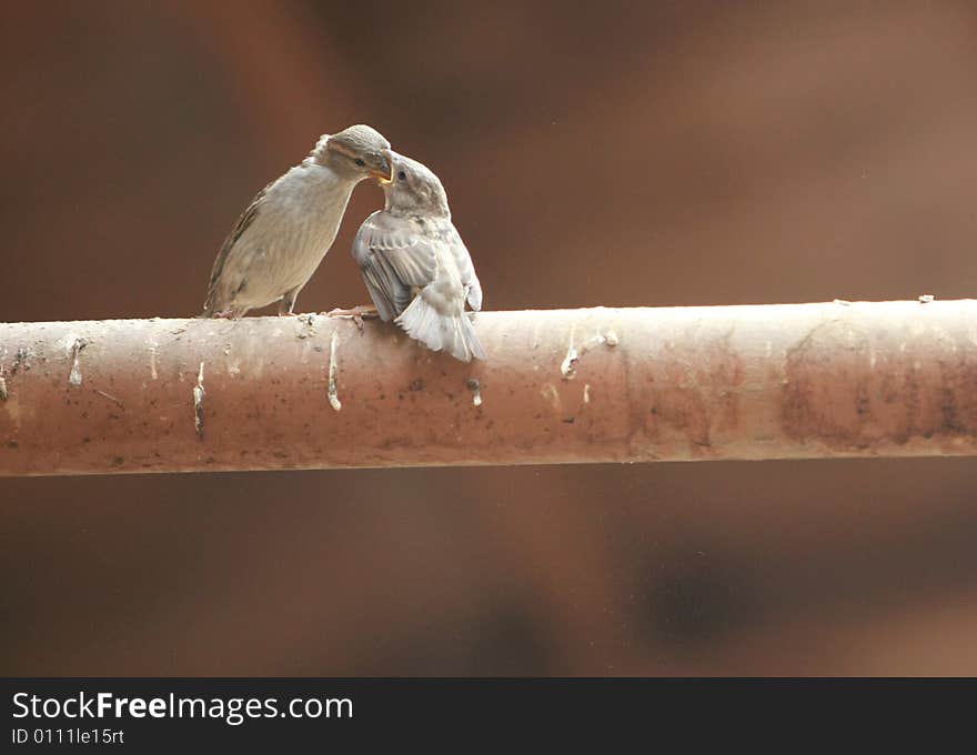 Two sparrow