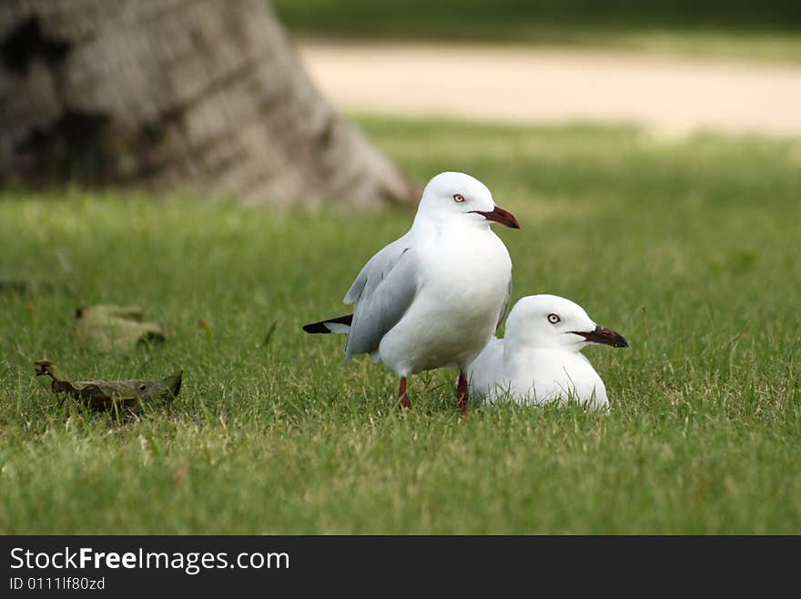 2 seagulls relaxing on land..