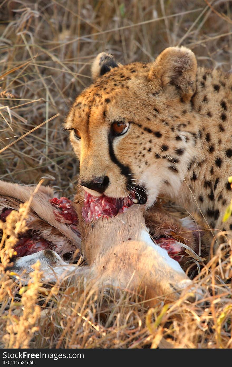 Photo of a Cheetah with a dead impala. Photo of a Cheetah with a dead impala