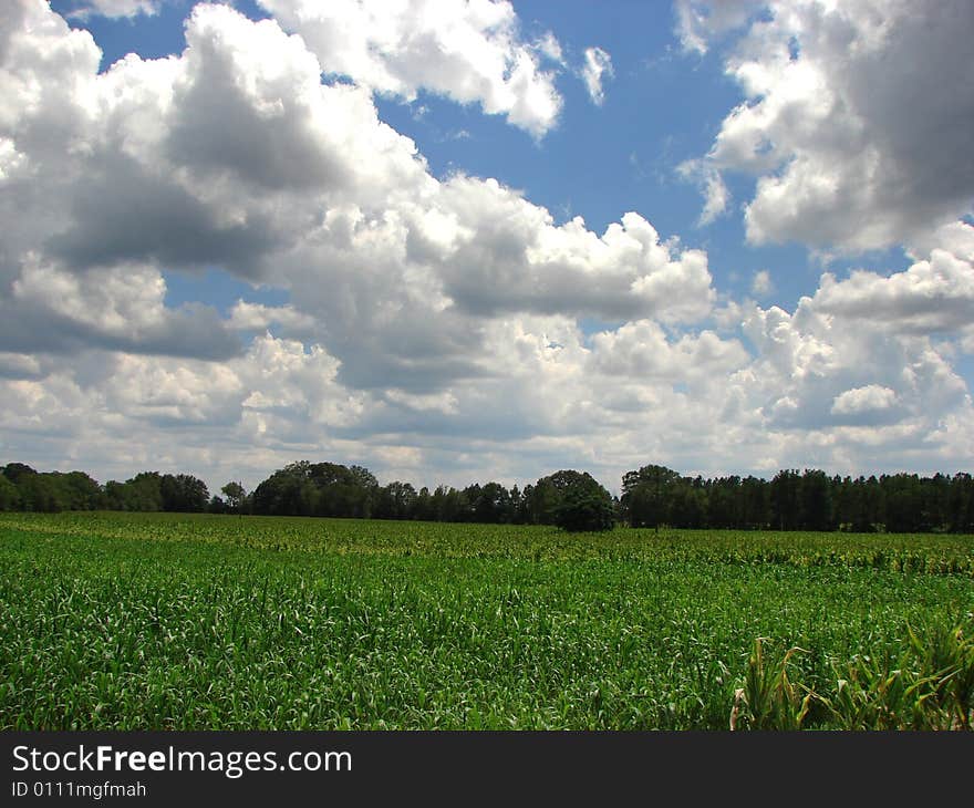 Corn field