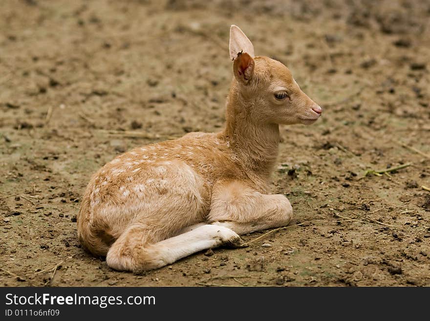 Baby Deer