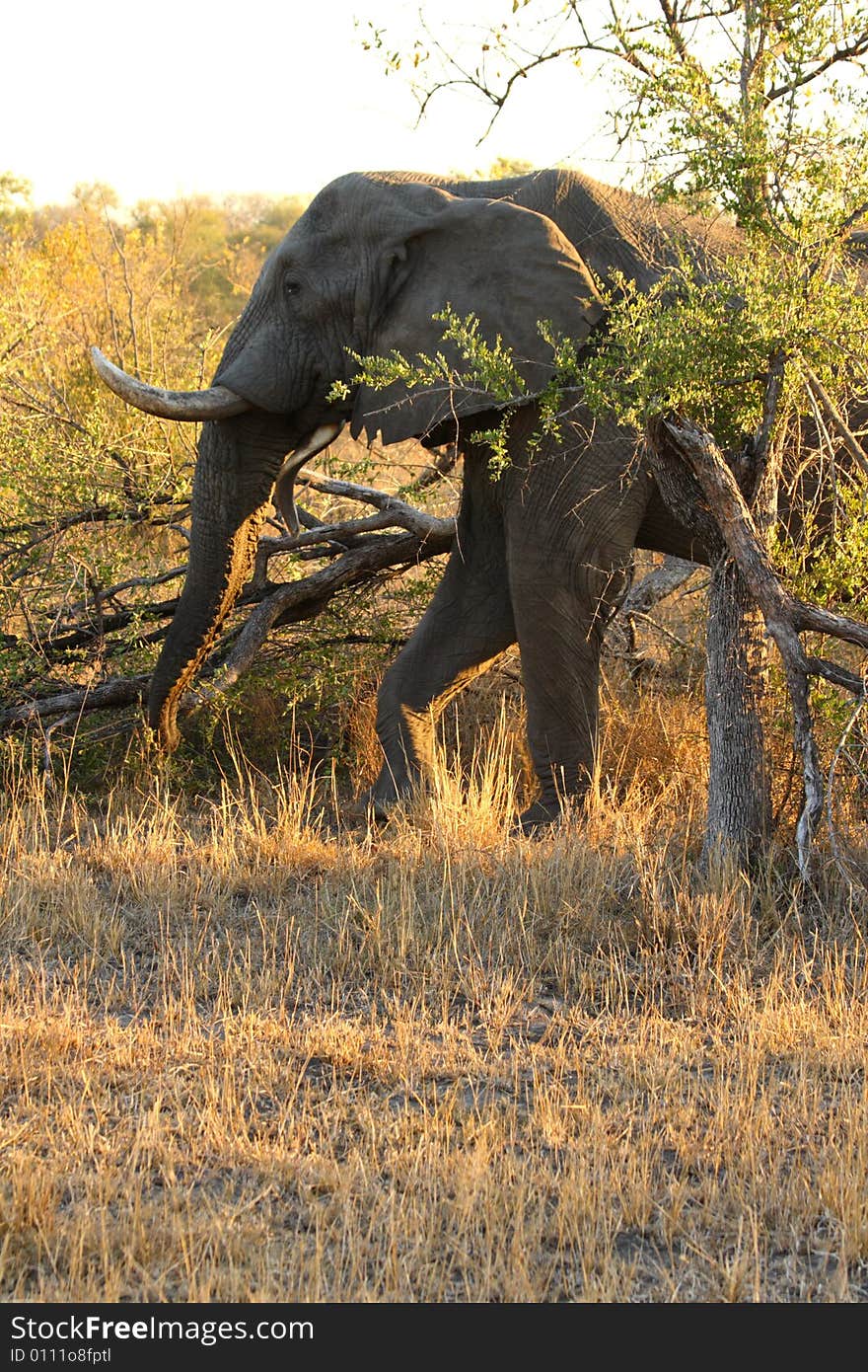 Elephant in Sabi Sands