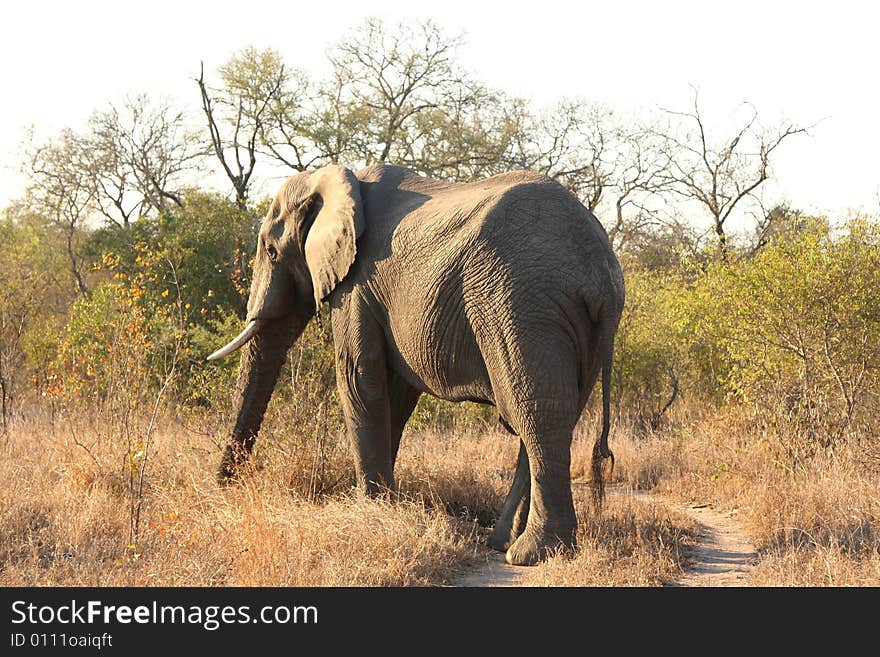 Elephant in the Sabi Sand Reserve. Elephant in the Sabi Sand Reserve