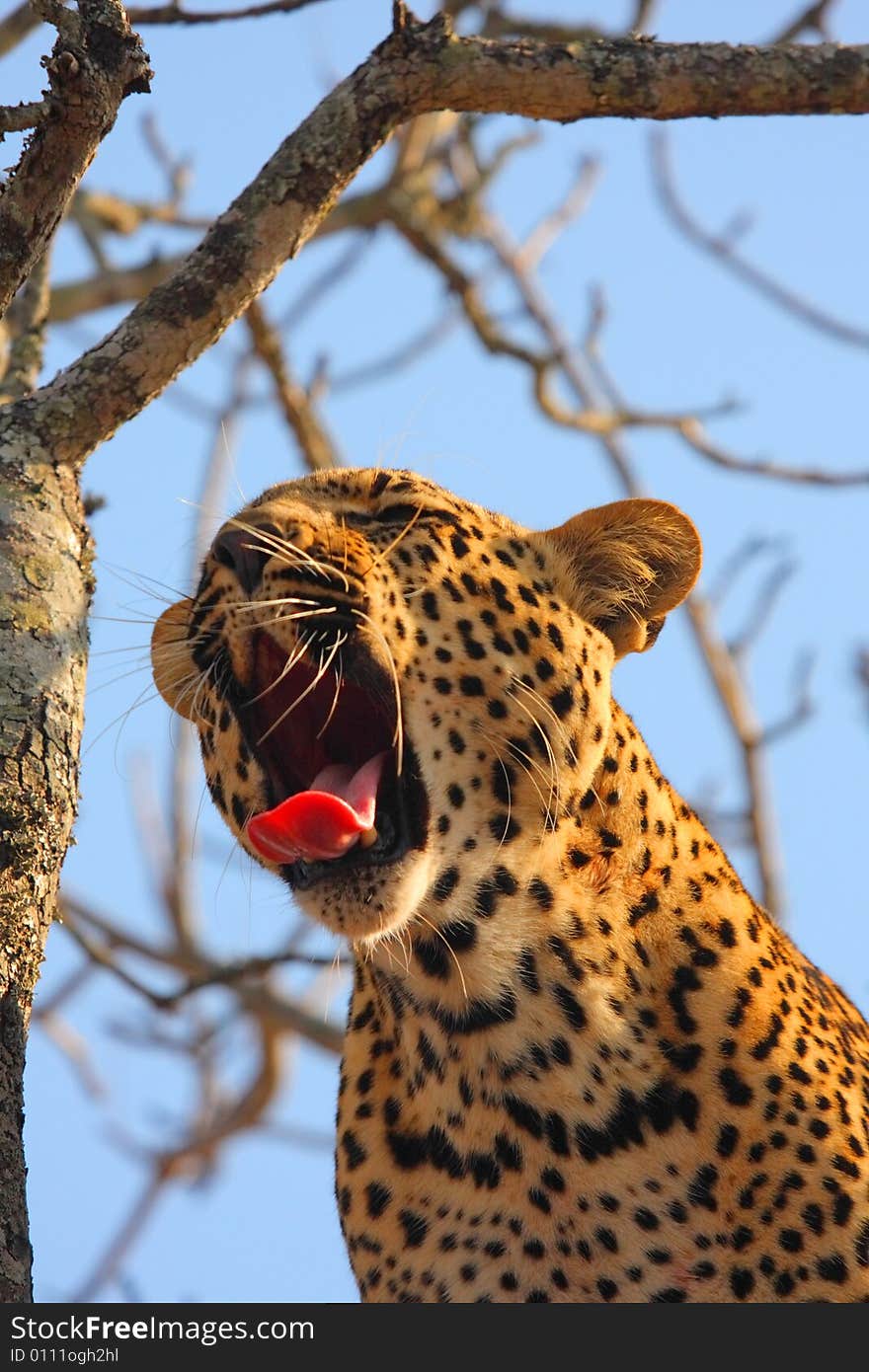 Leopard In A Tree