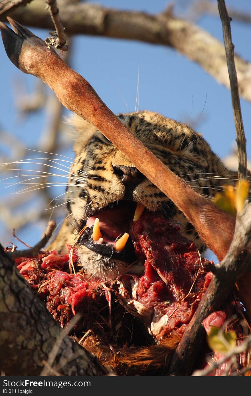 Leopard in a tree with kill in Sabi Sands Reserve