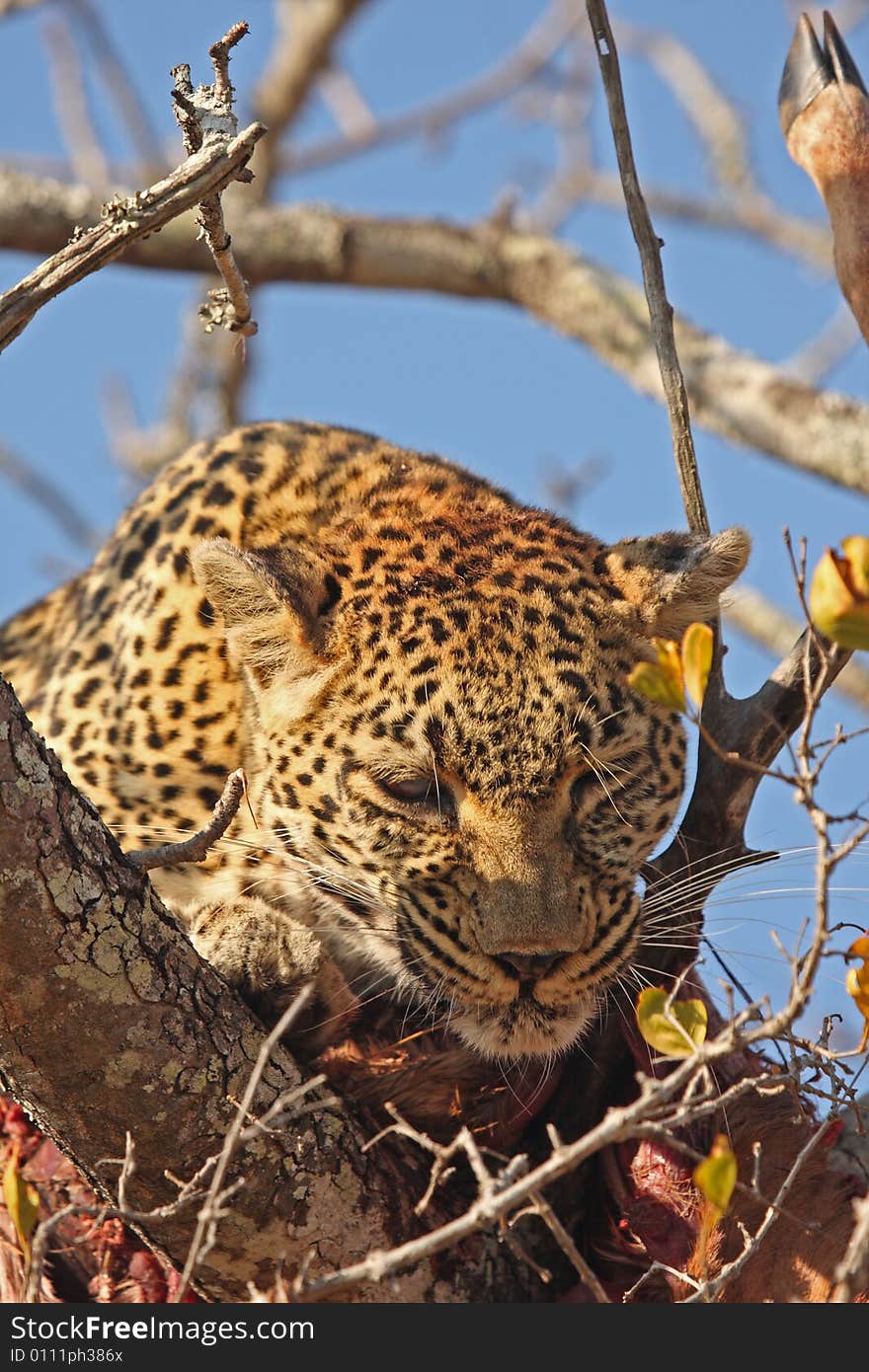 Leopard in a tree with kill in Sabi Sands Reserve