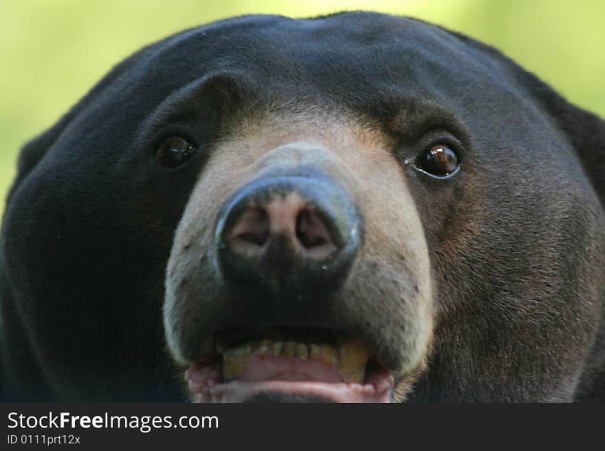 Sun bear eyeing his dinner. Sun bear eyeing his dinner