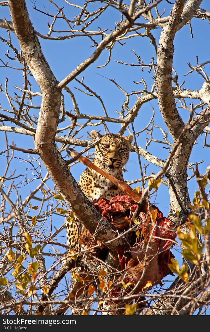 Leopard in a tree with kill in Sabi Sands Reserve