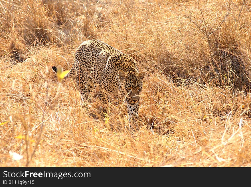 Leopard in the Sabi Sands