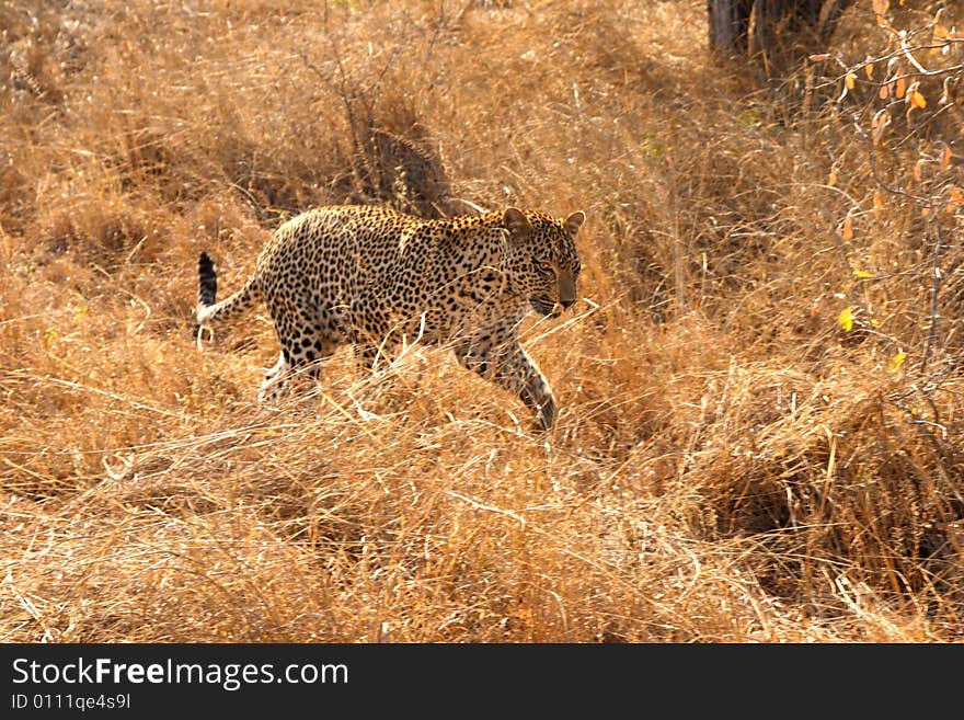 Leopard in the Sabi Sands Reserve