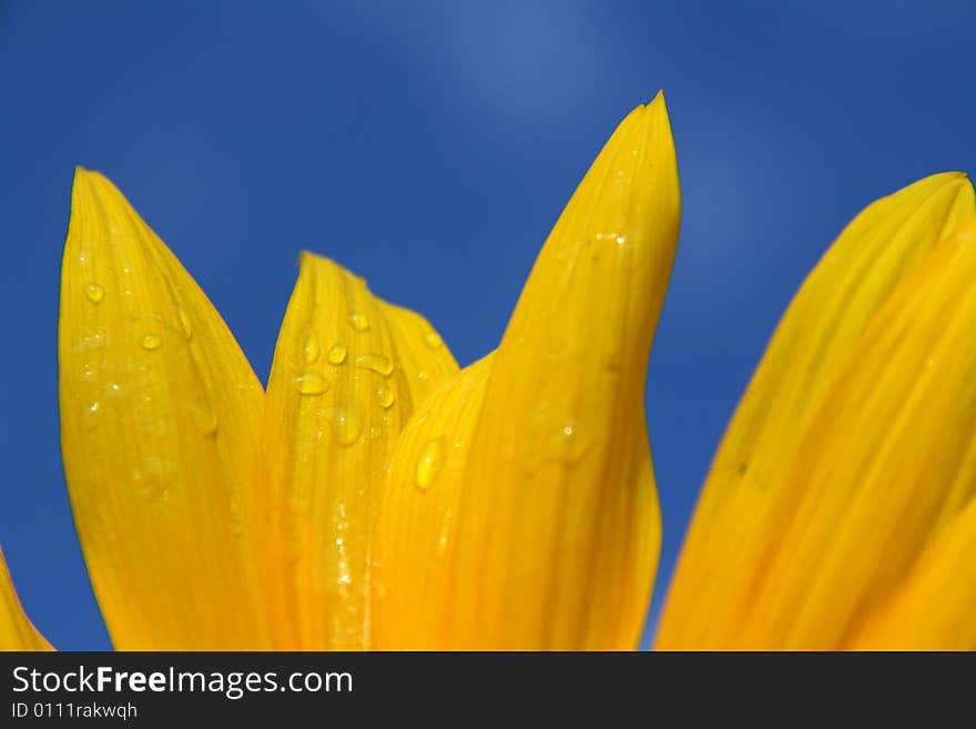 Sunflower And Sky