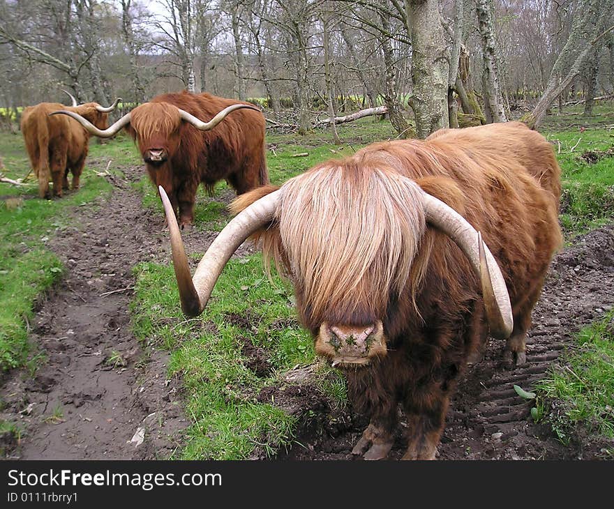 Highland Cattle