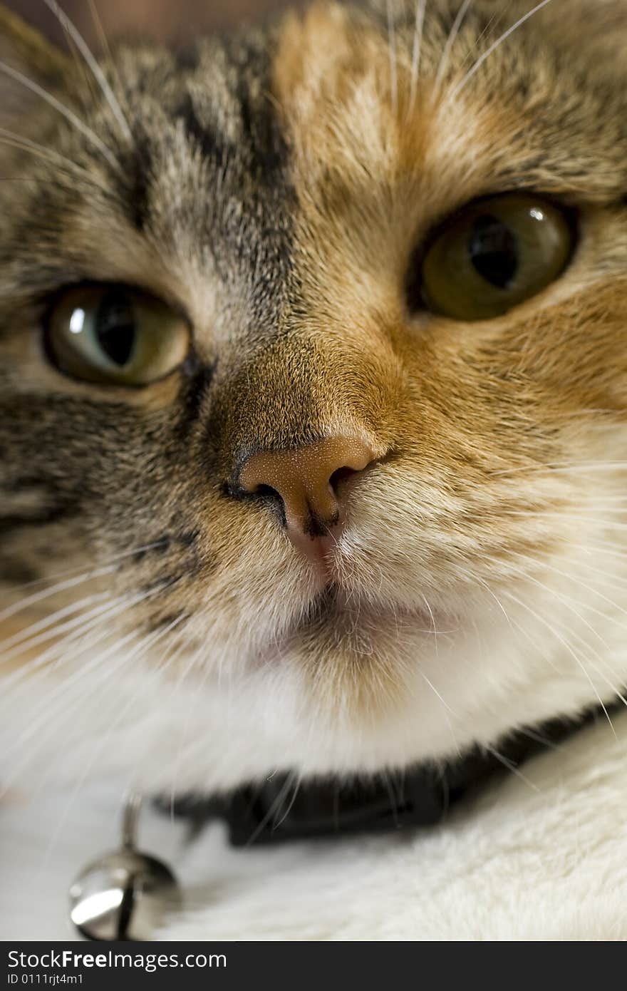 Cat closeup