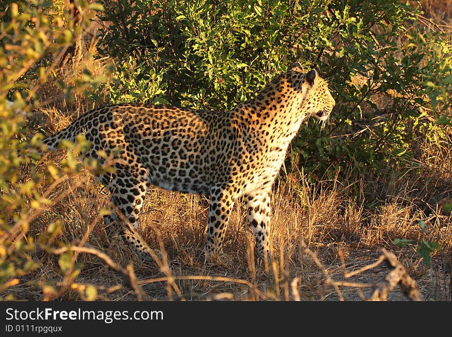 Leopard in the Sabi Sands Reserve