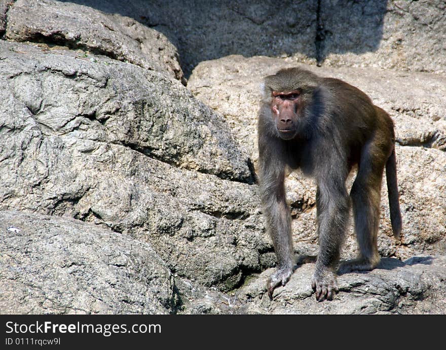 Baboon