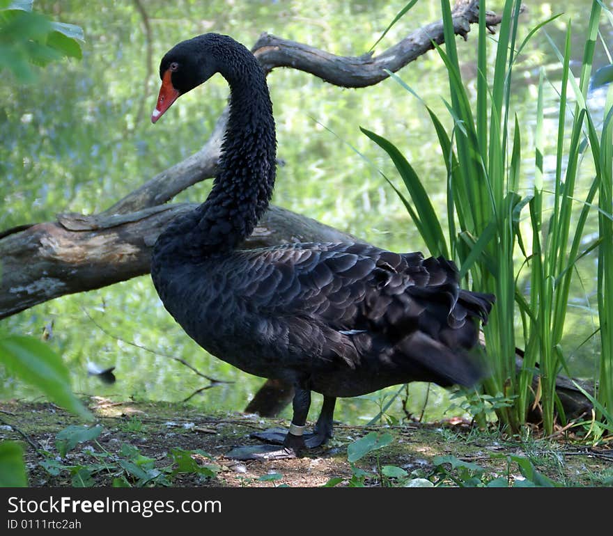 Black Swan