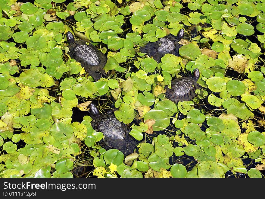 Turtles