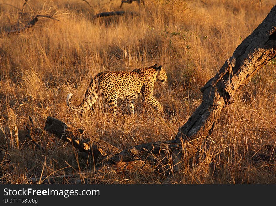 Leopard in the Sabi Sands