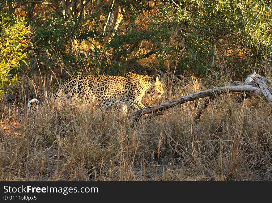 Leopard in the Sabi Sands Reserve