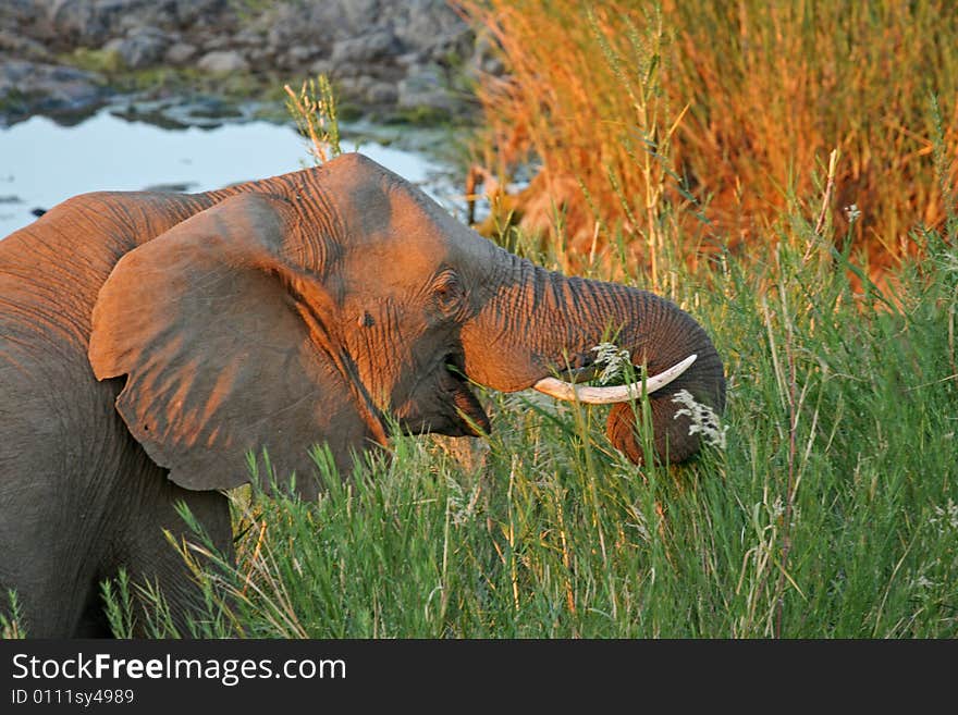 African Elephant Feeding on reeds.