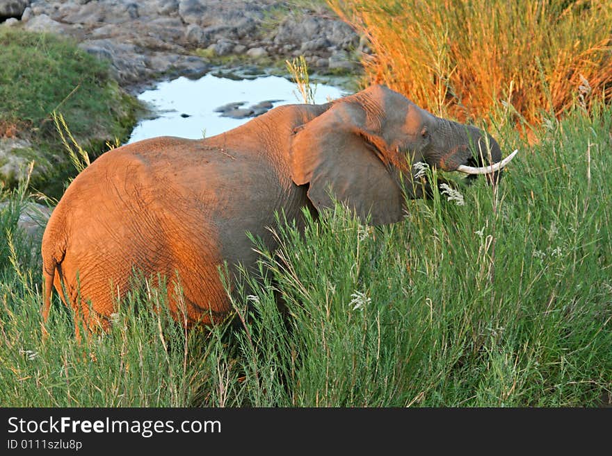 African Elephant Feeding on Reeds