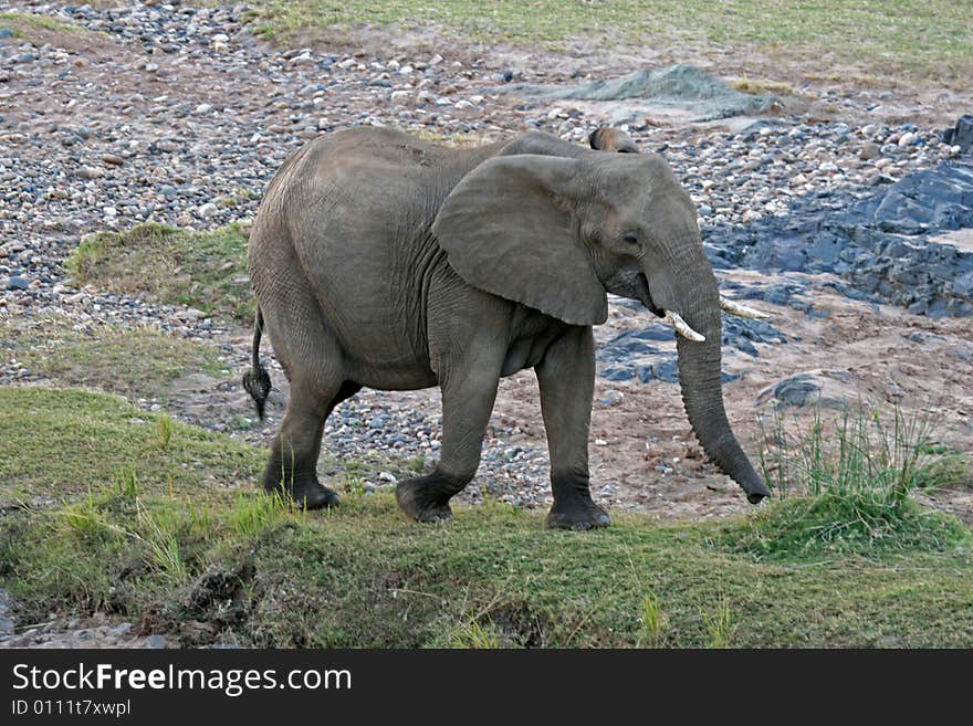 African Elephant on the move in South Africa