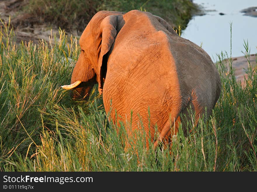 African Elephant Feeding on reeds in a river bed in South Africa. African Elephant Feeding on reeds in a river bed in South Africa