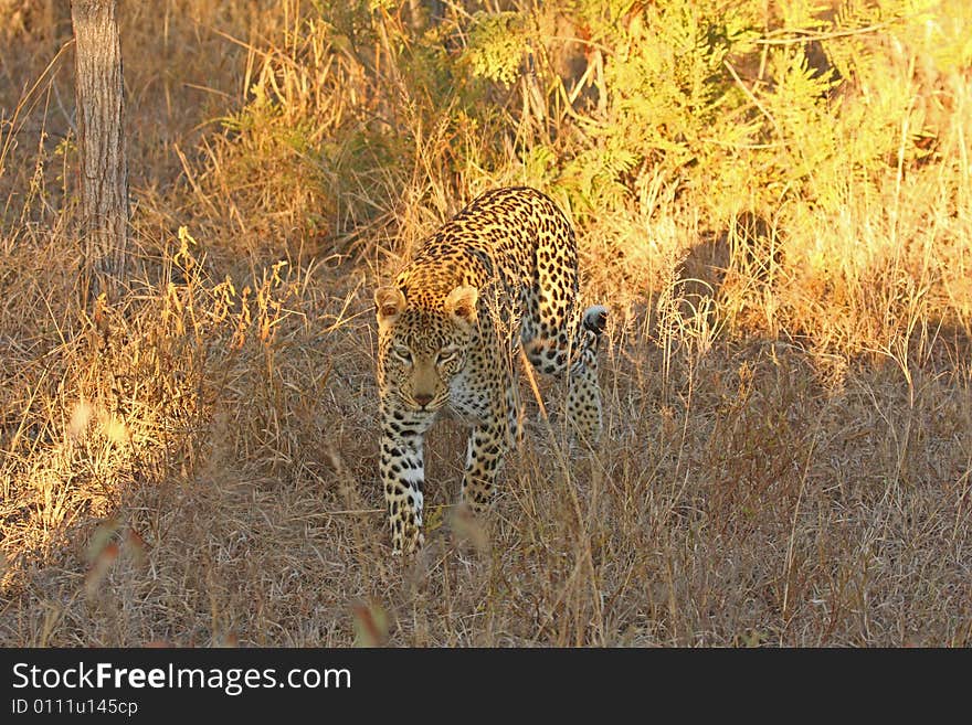 Leopard in the Sabi Sands Reserve