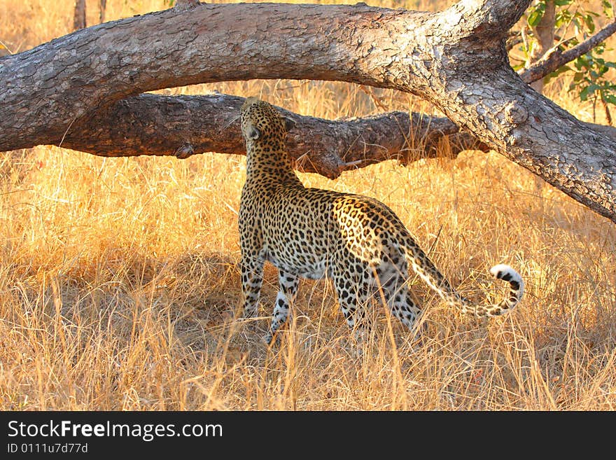 Leopard in the Sabi Sands