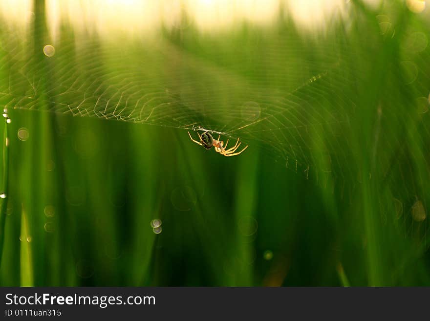 Spider Web