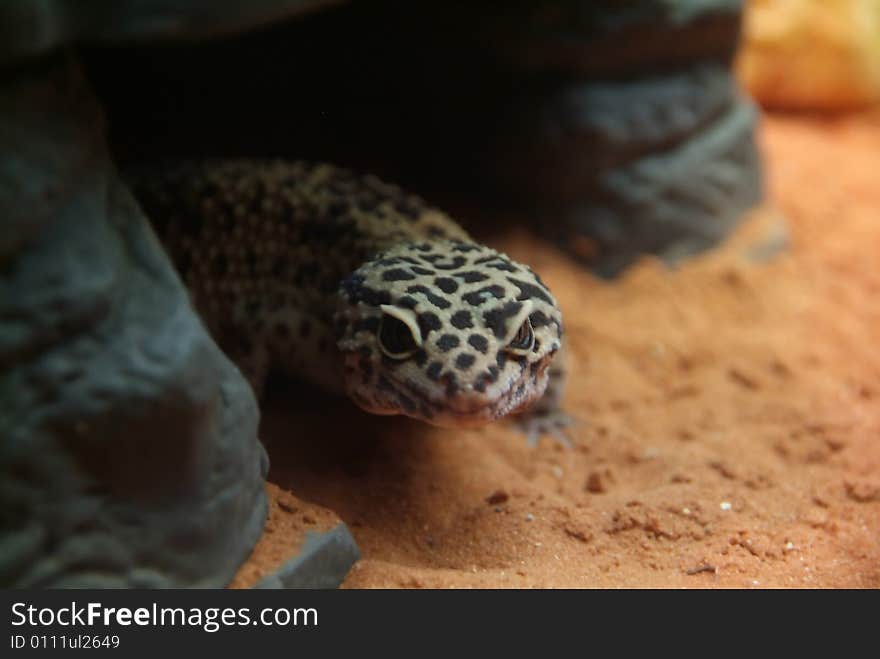 Gecko on sand emerging from cave