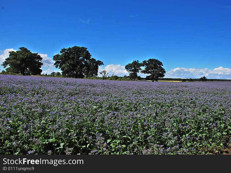 Fields Of Blue