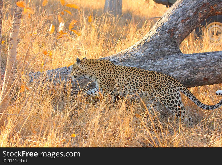 Leopard in the Sabi Sands