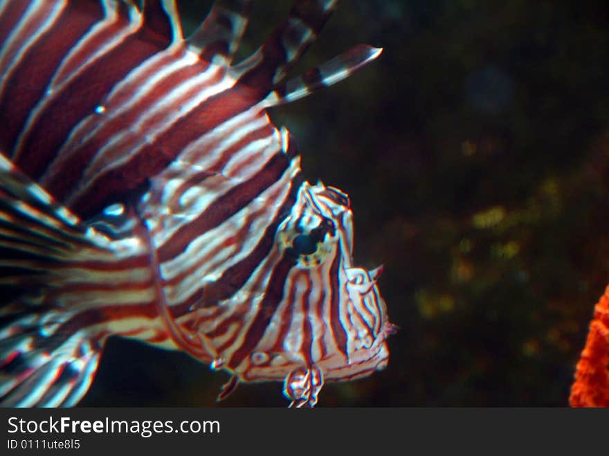 Lion Fish swimming in aquarium