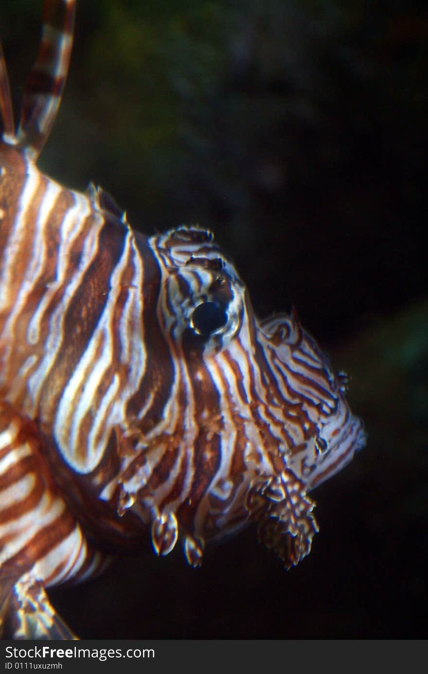 Lion Fish