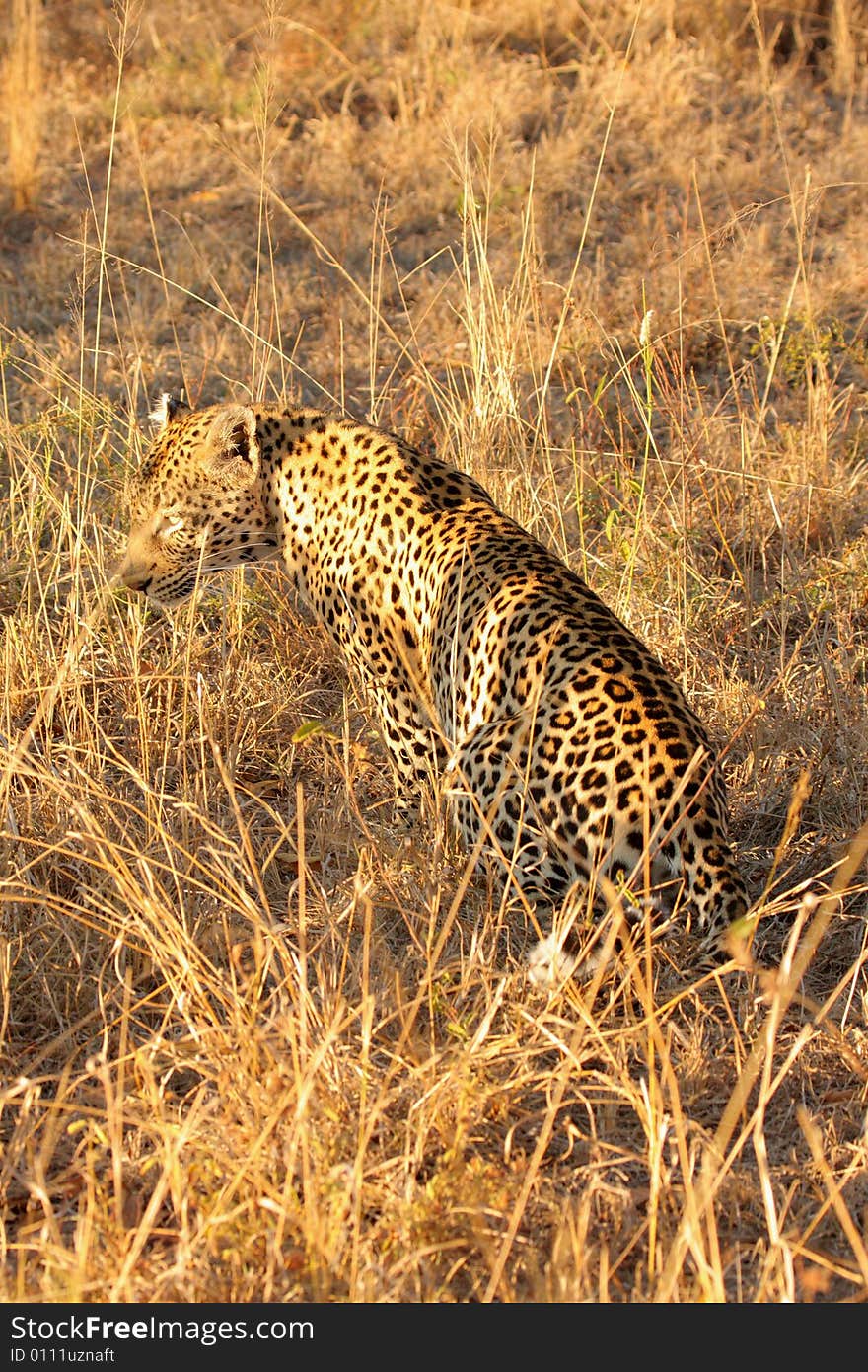 Leopard in the Sabi Sands Reserve