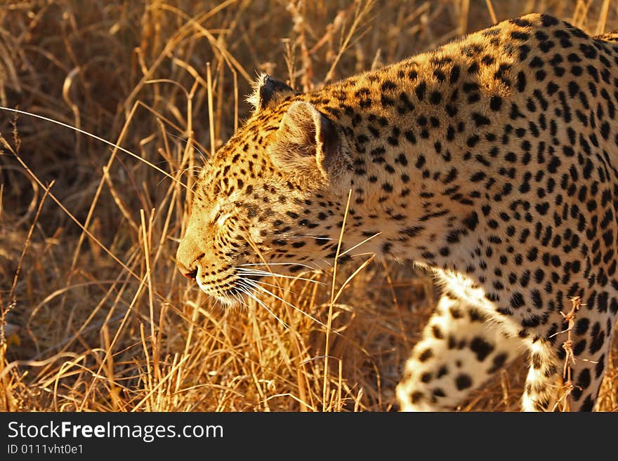 Leopard in the Sabi Sands