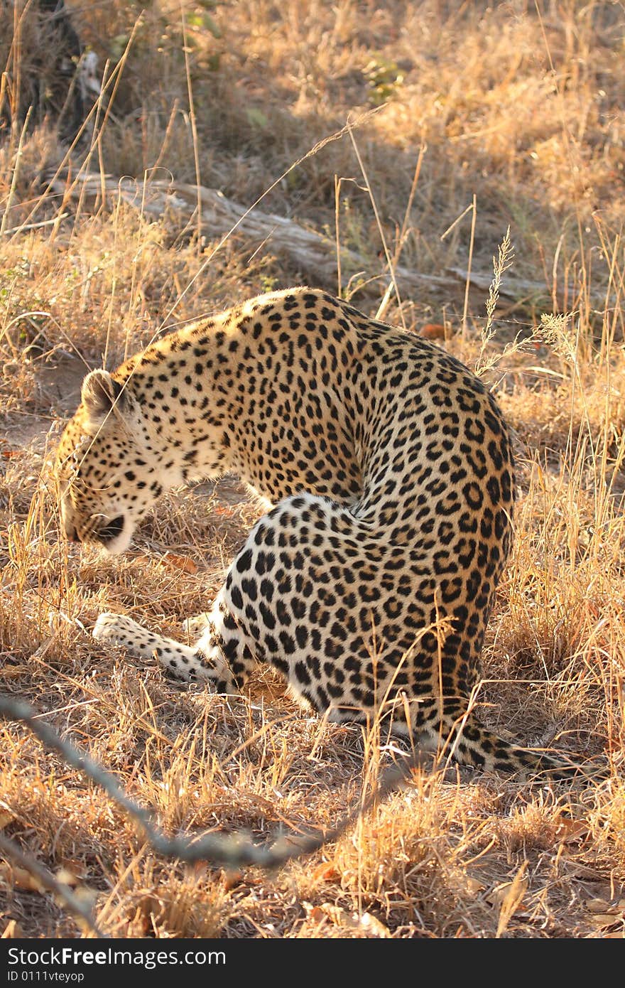 Leopard in the Sabi Sands Reserve