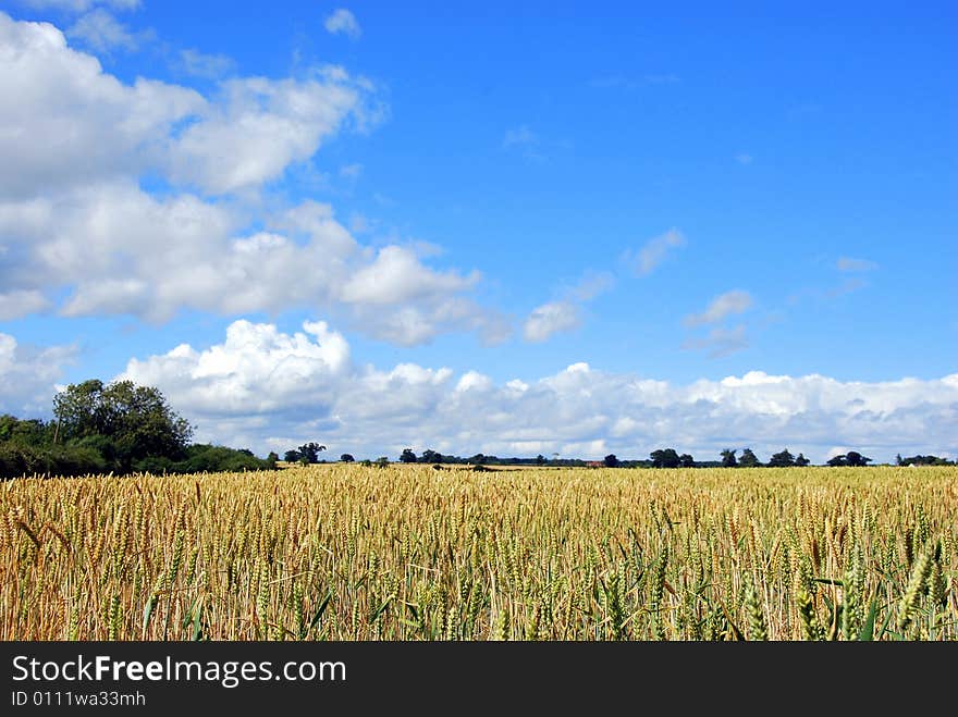 Summer In The Country