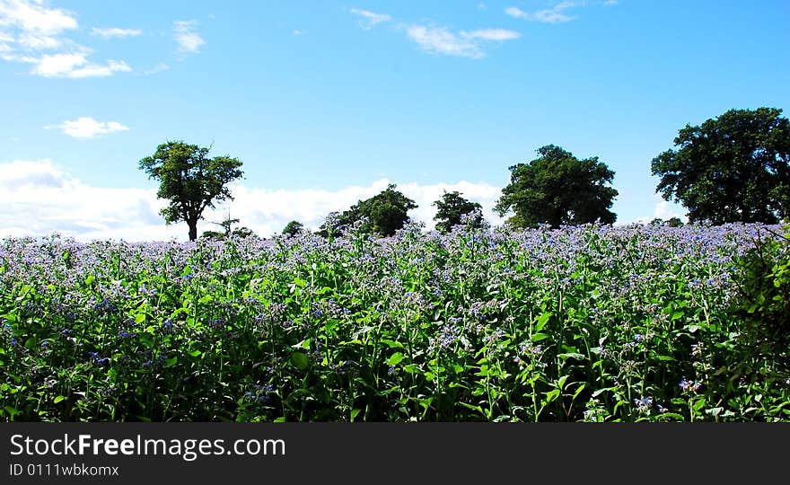 Fields of blue